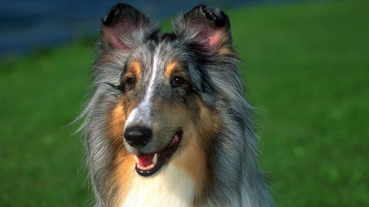 Колли с вытянутой мордой