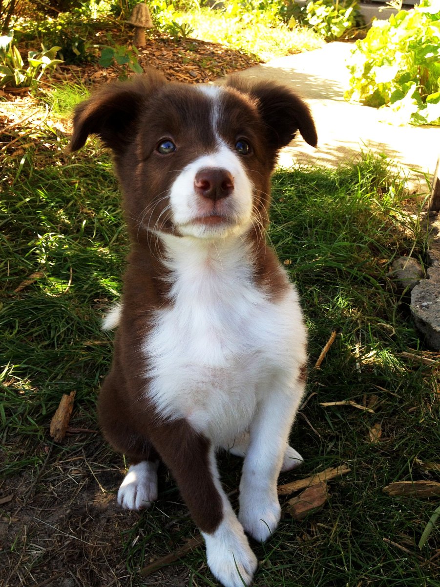 Бордер колли и корги