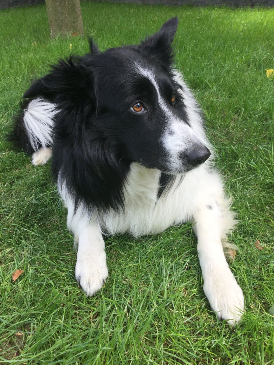 Метис бордер колли