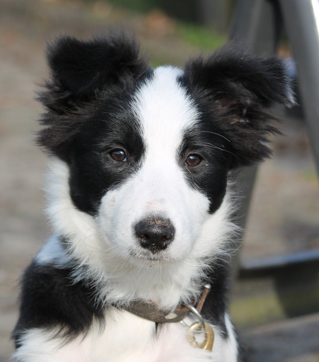 Метис бордер колли и колли