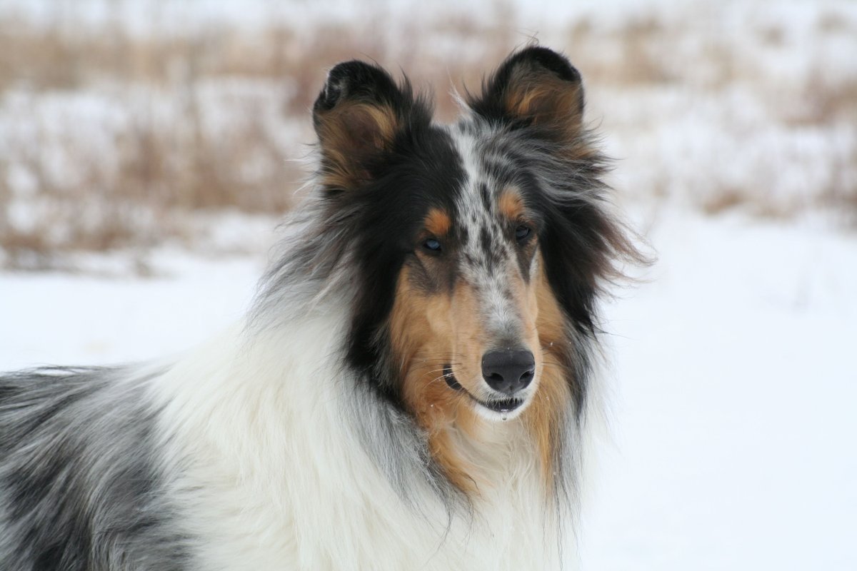 Колли мрамор