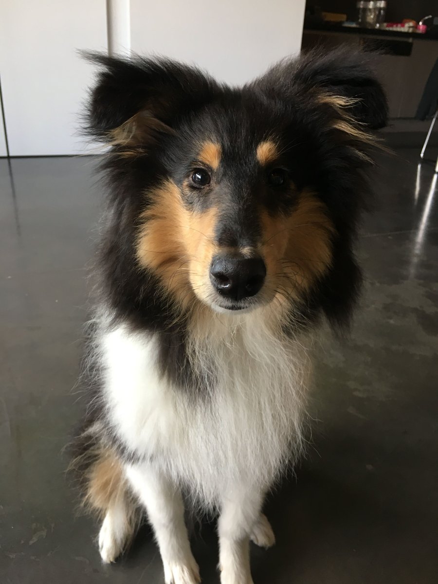 Щенок колли 6 месяцев