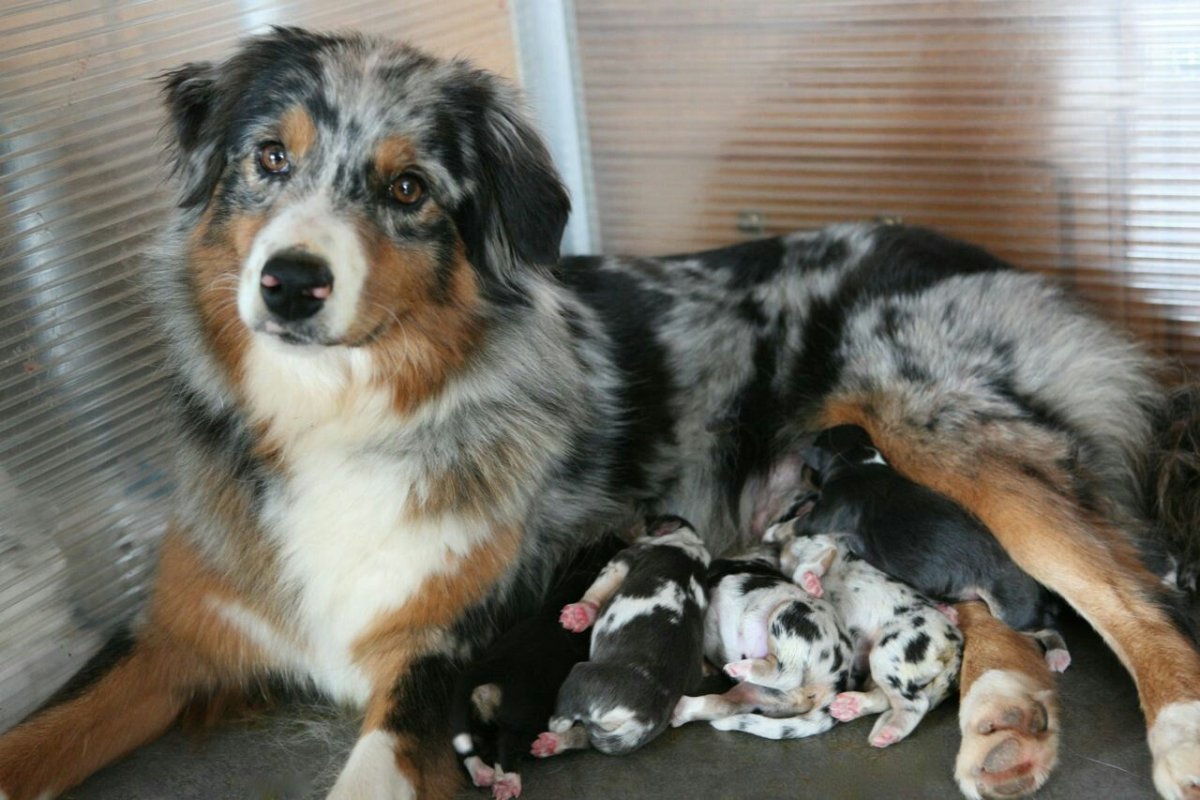 Помесь аусси