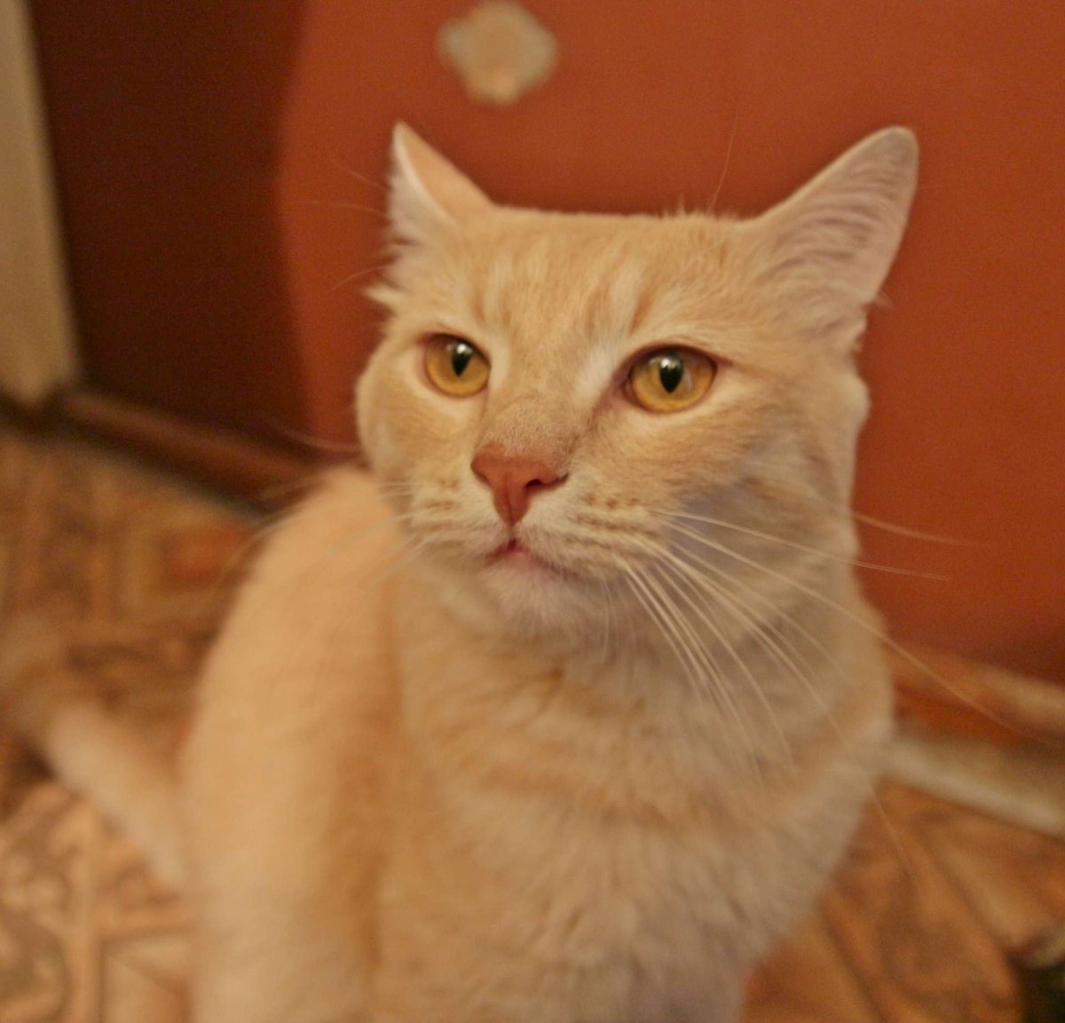 Сибирский гладкошерстный персиковый кот