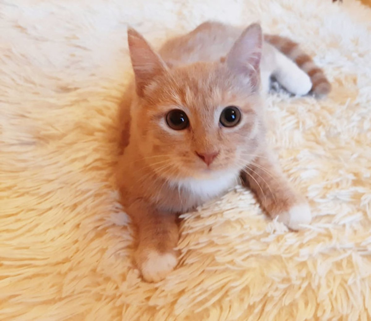 Бежевый котенок