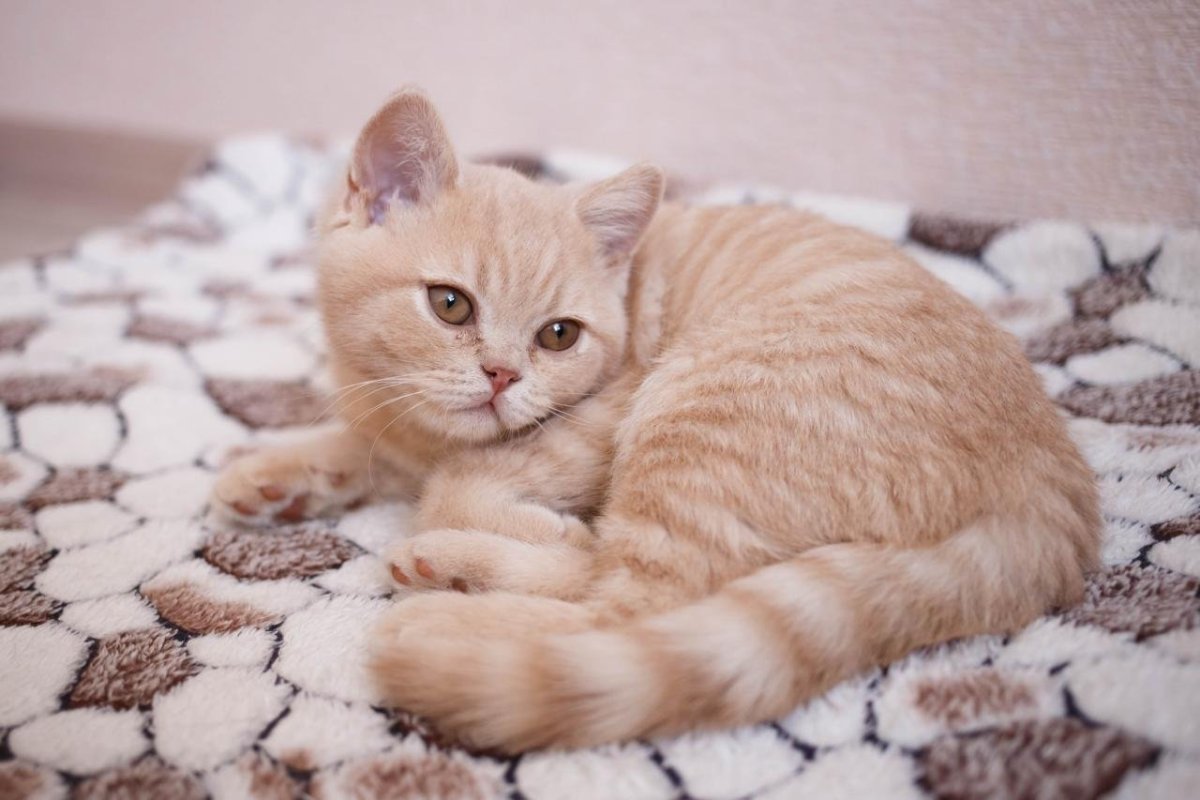 Сибирский кот персикового окраса