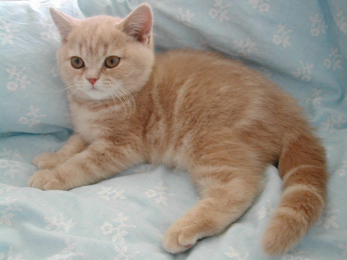 Персиковый вислоухий британец