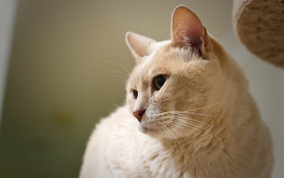 Абрикосовые британские котята