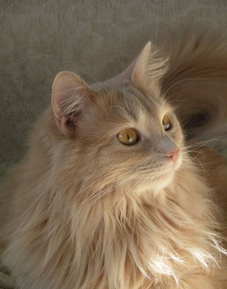 Сиамский ред поинт