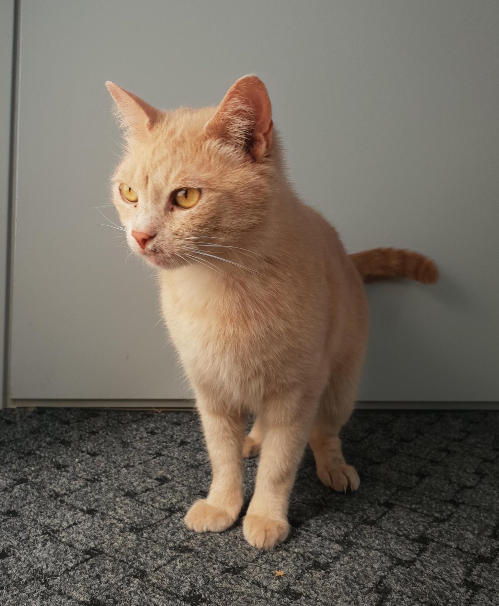 Шотландская Хосико