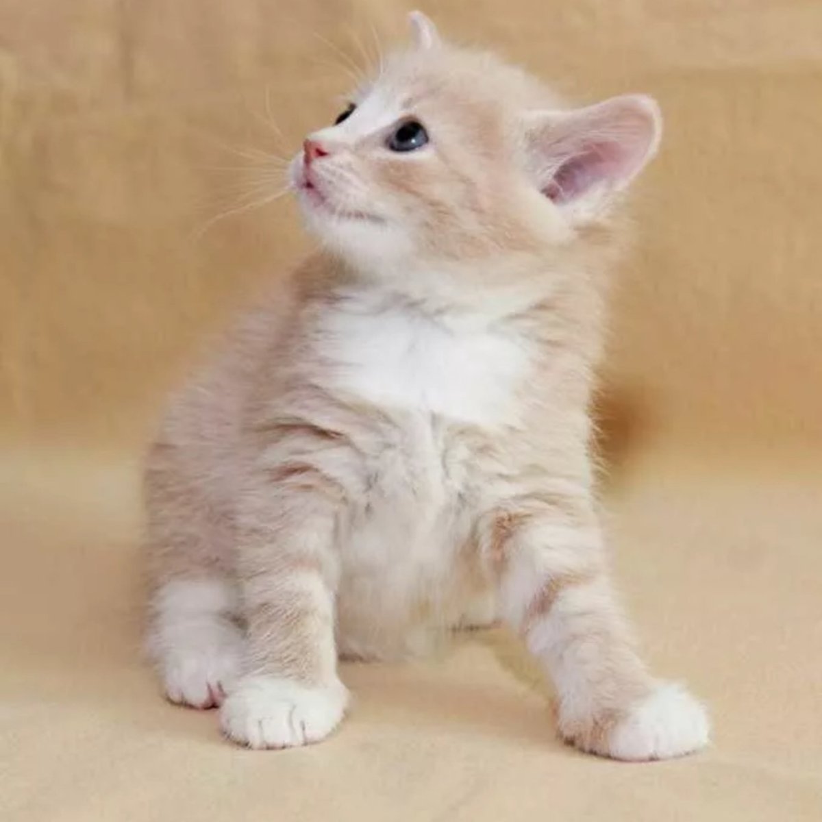 Персиковый котенок