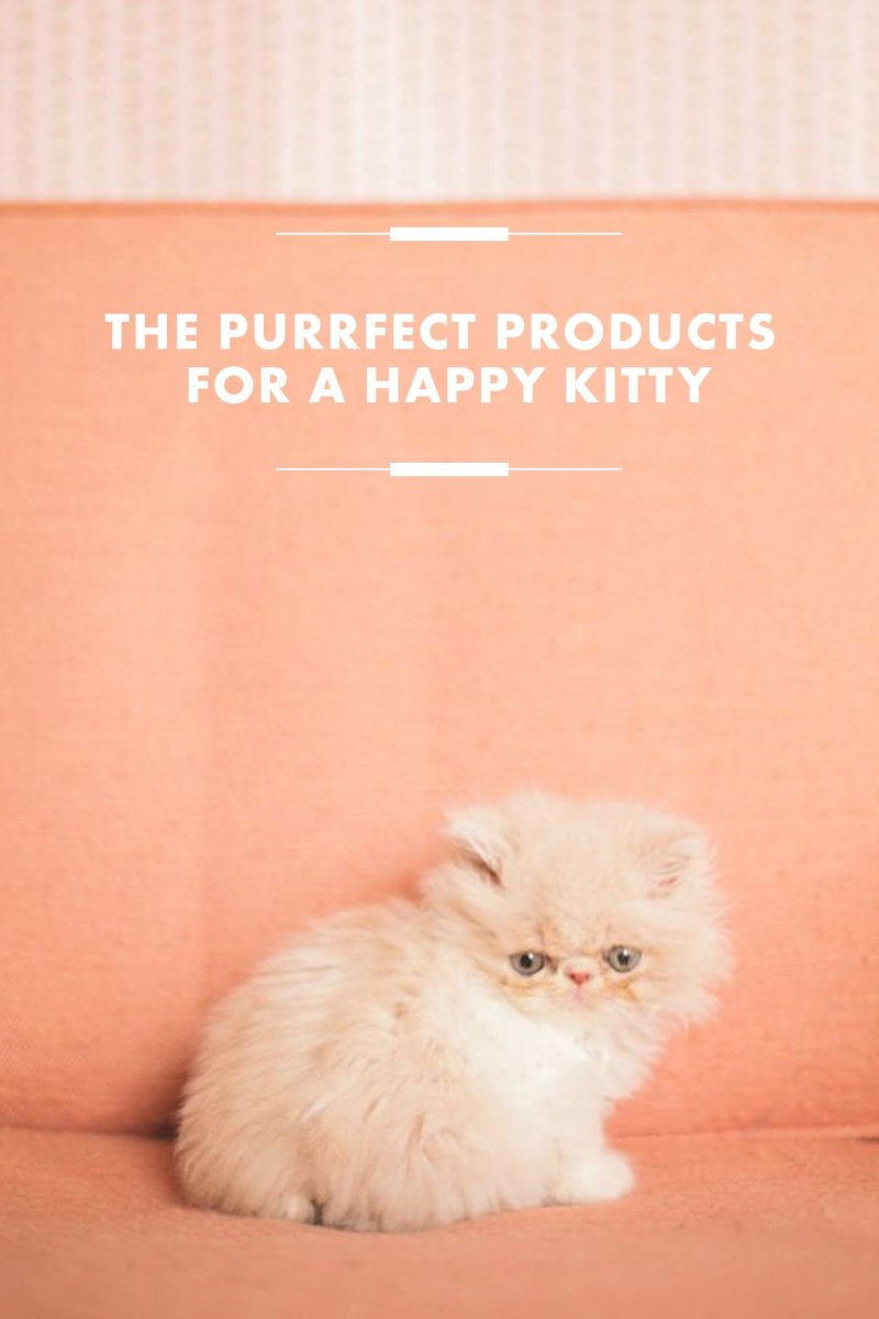 Сибирский гладкошерстный персиковый кот