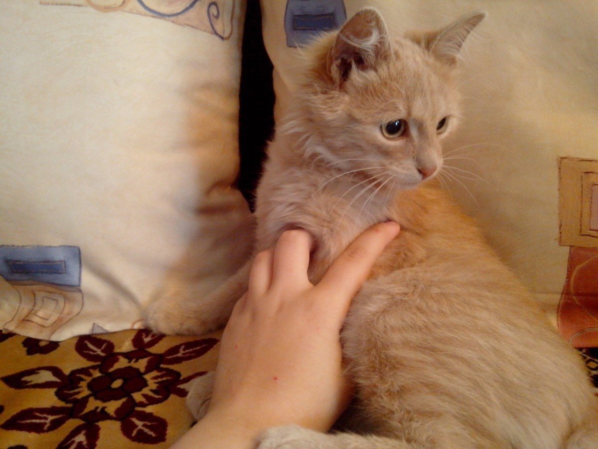 Персиковый кот с голубыми глазами