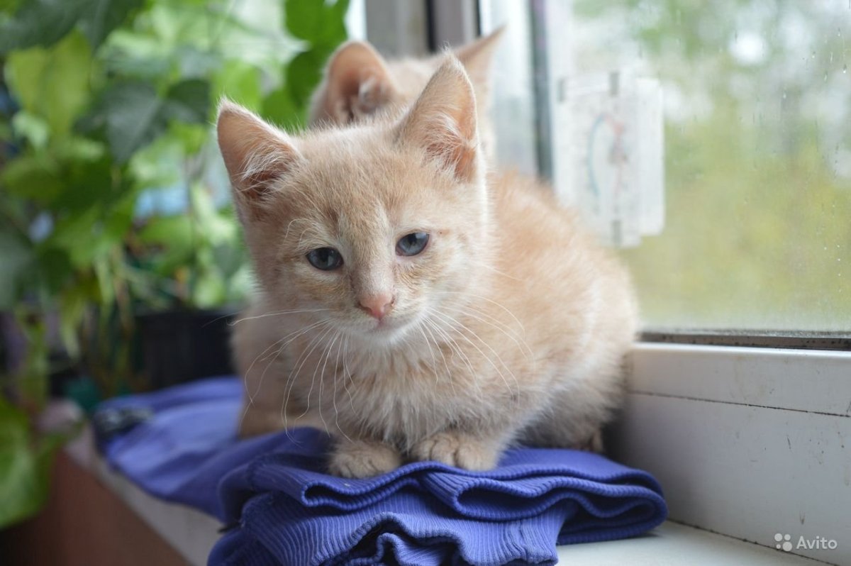 Котята нежно персикового цвета