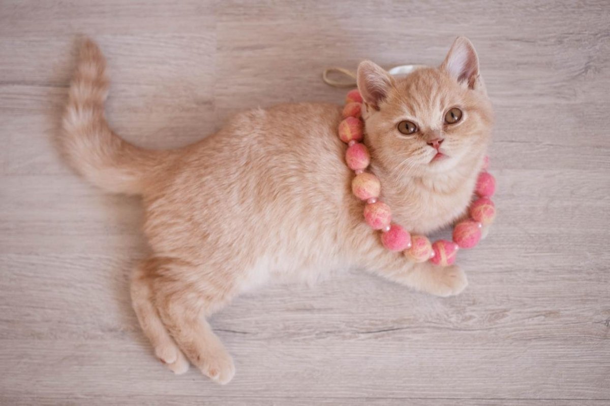 Бежевая кошка