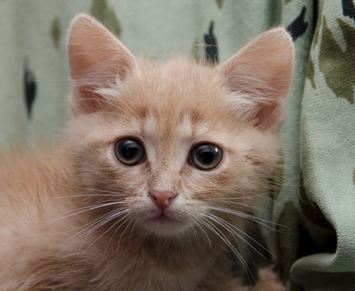 Персиковый кот порода