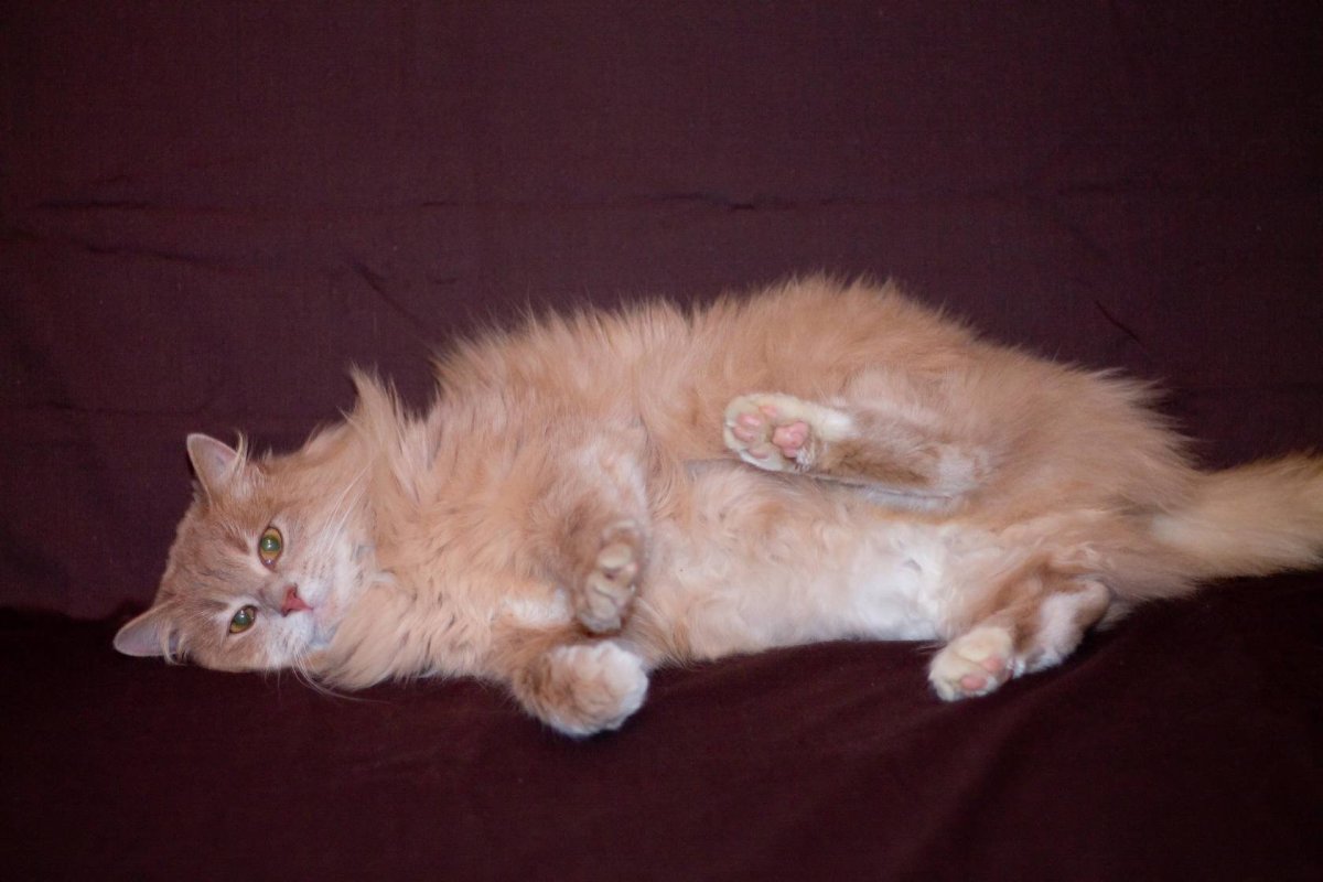 Персиковый британец котенок