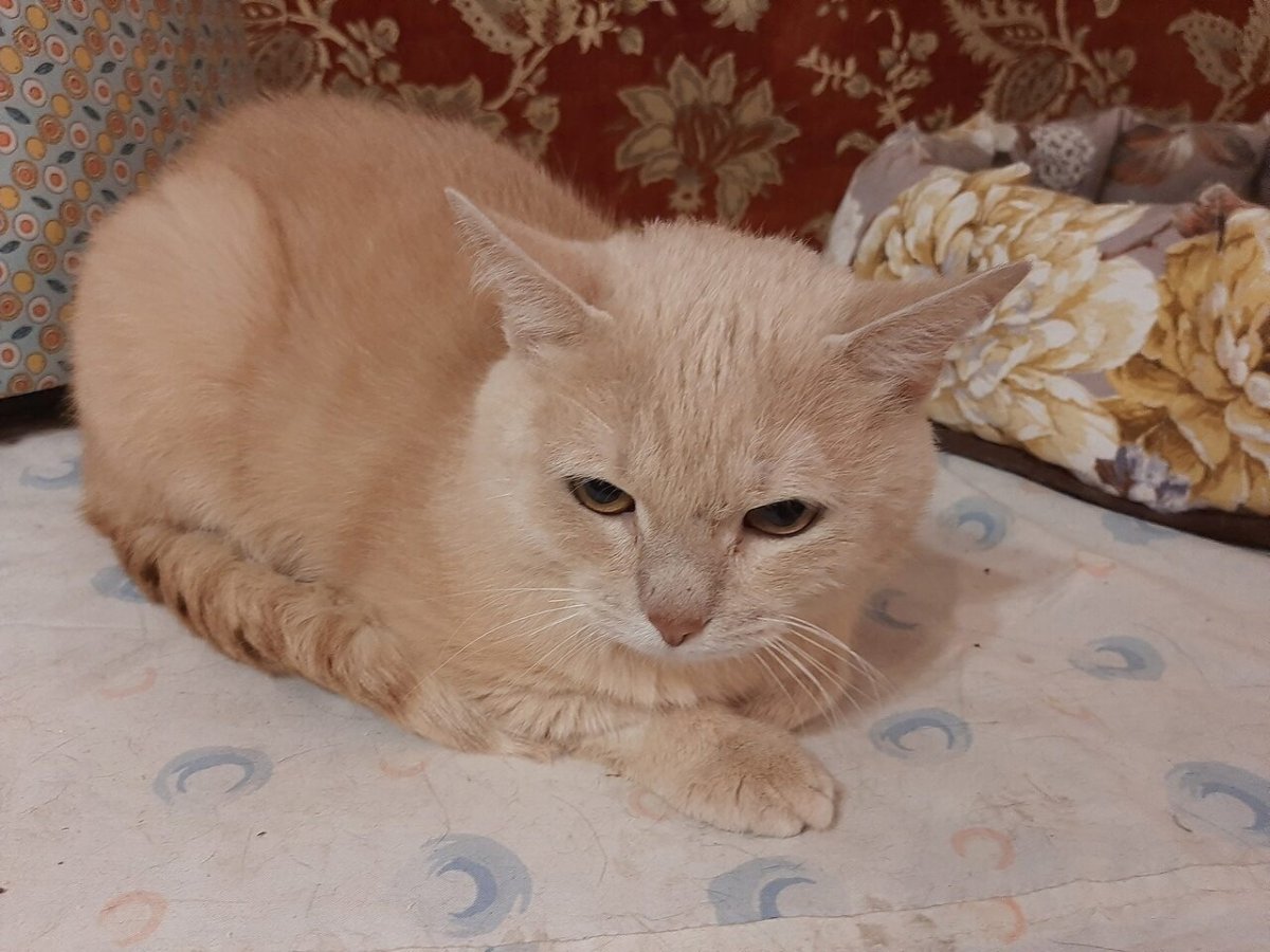 Котенок кремового цвета