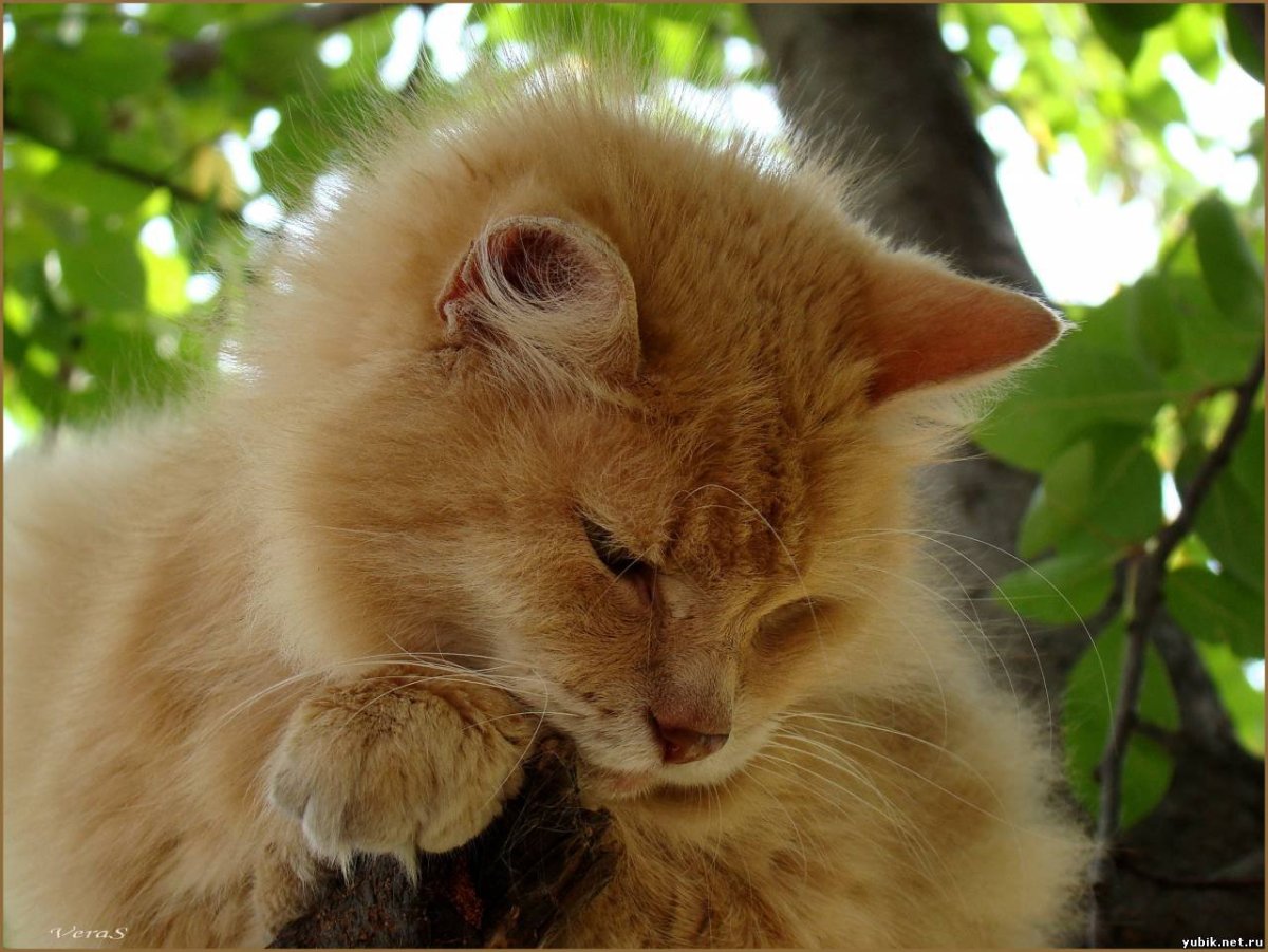 Котик облачко