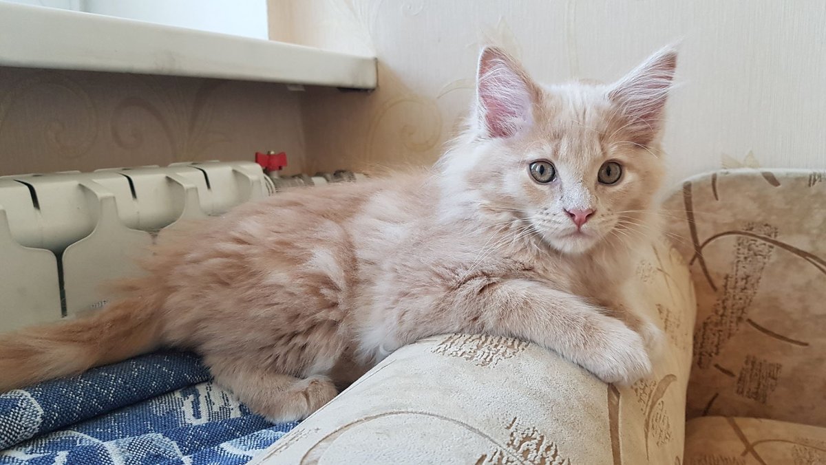 Сибирский гладкошерстный персиковый