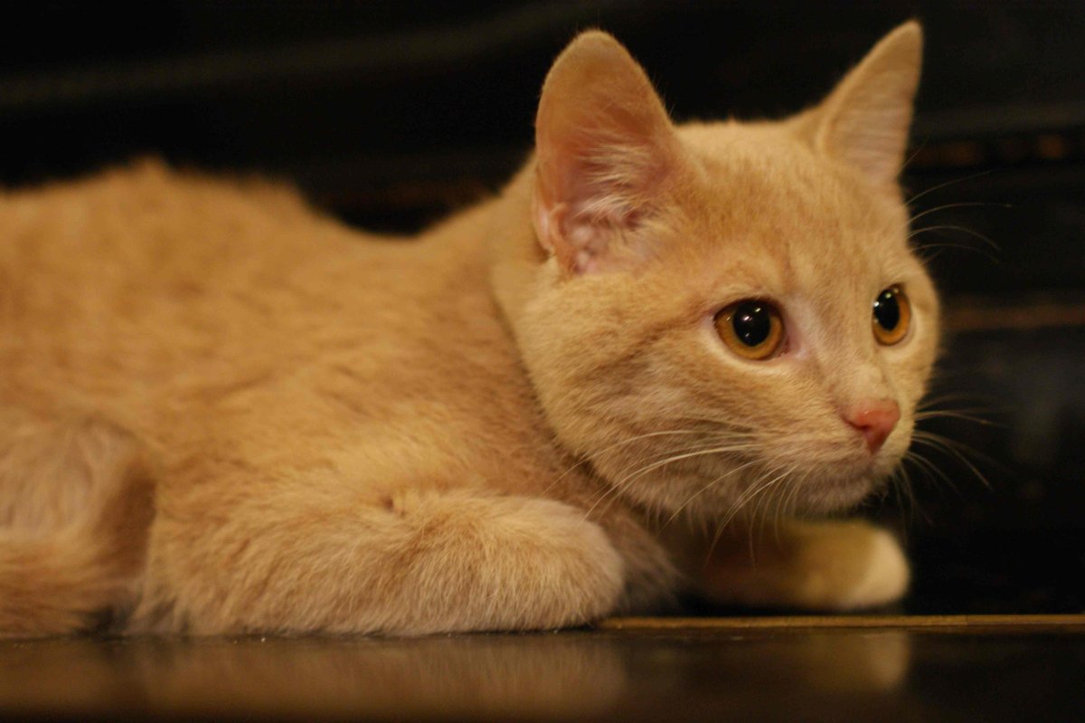 Кот метис персиковый