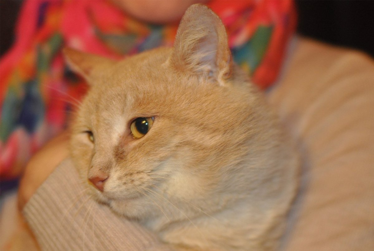 Кошки персикового окраса