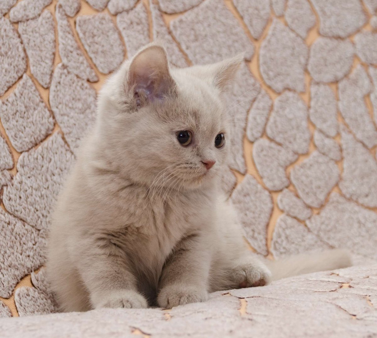 Кот с идеальными стрелками