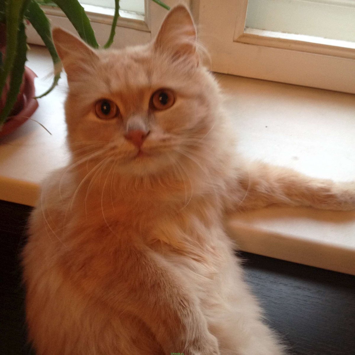 Персиковый пушистый кот