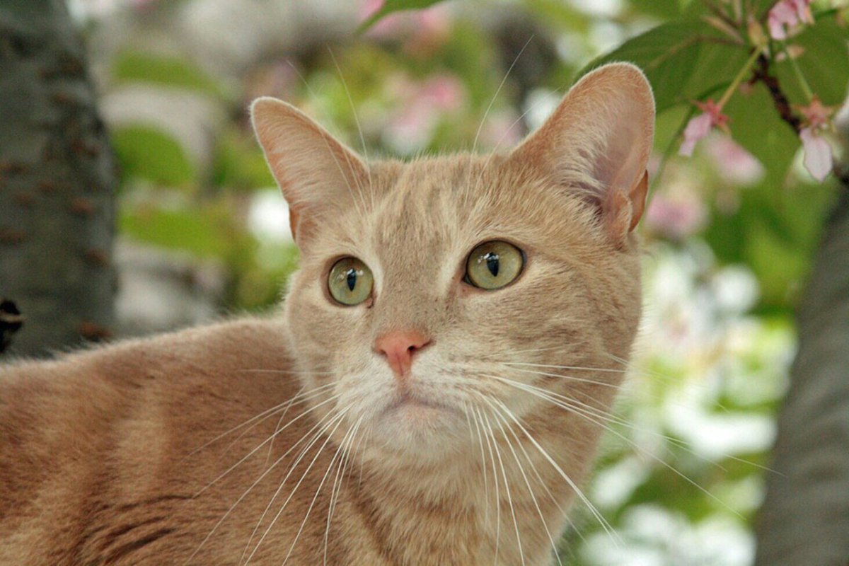 Кремовый кот с голубыми глазами