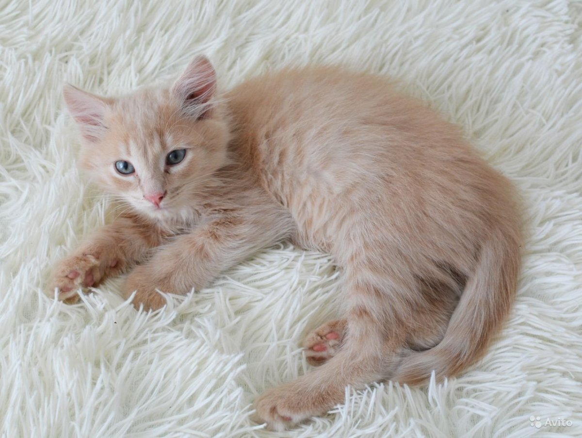 Сибирские коты персикового окраса