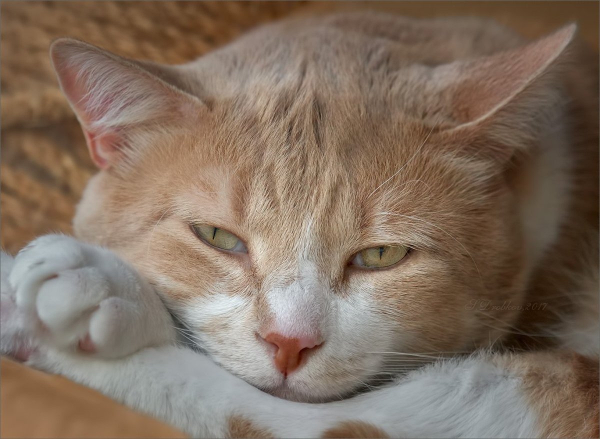 Персиковые животные