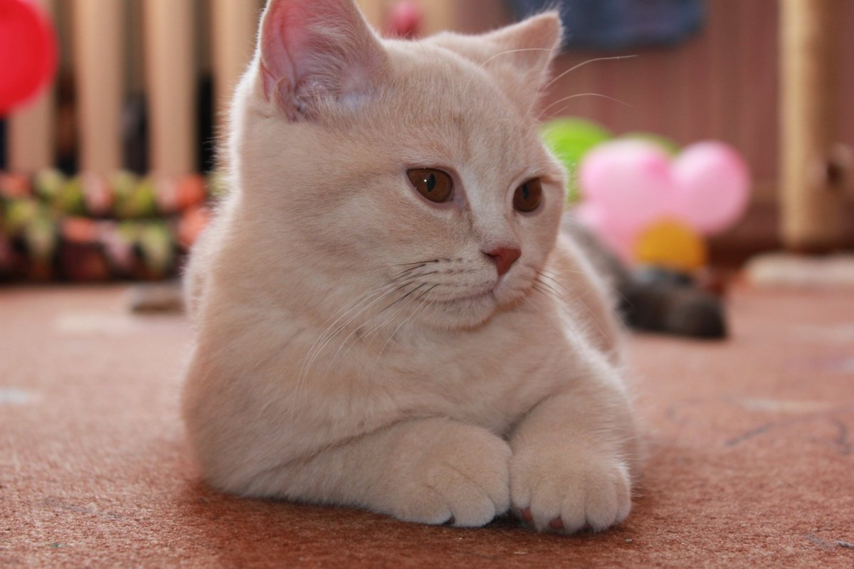 Персиковый полосатый кот