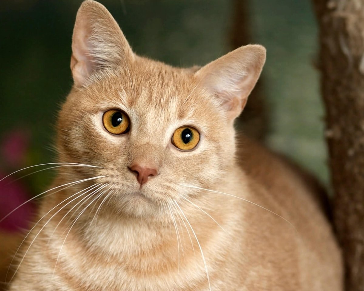 Сибирская кошка персиковая длинношерстная