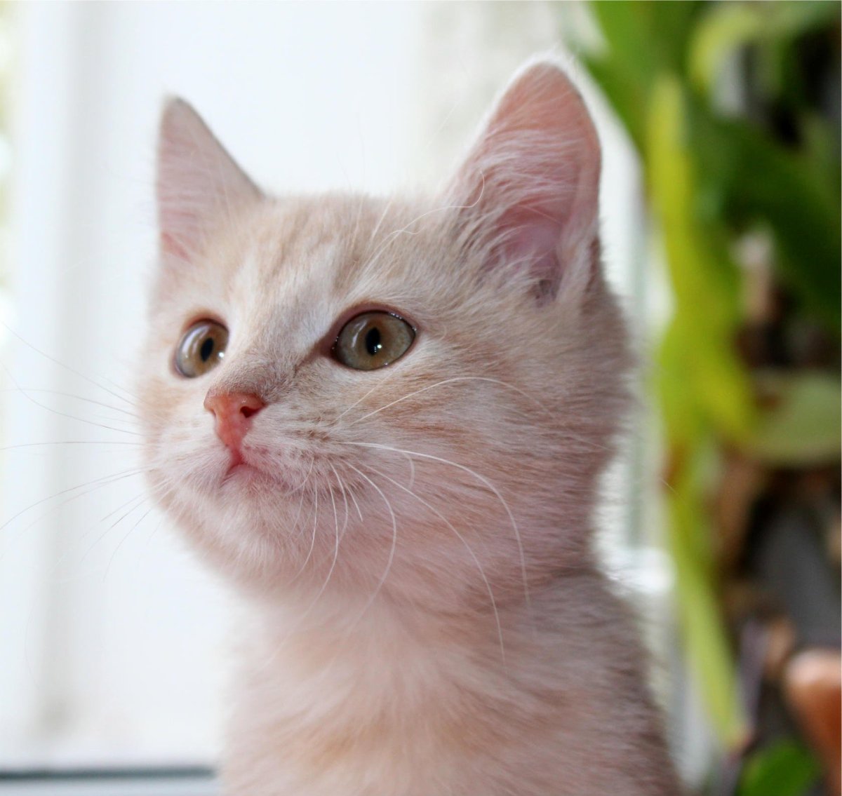 Сибирский гладкошерстный персиковый кот