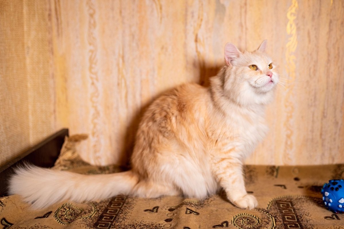 Британский кот персиковый