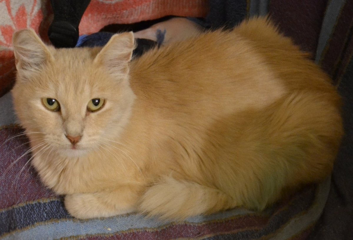 Персиковый кот порода