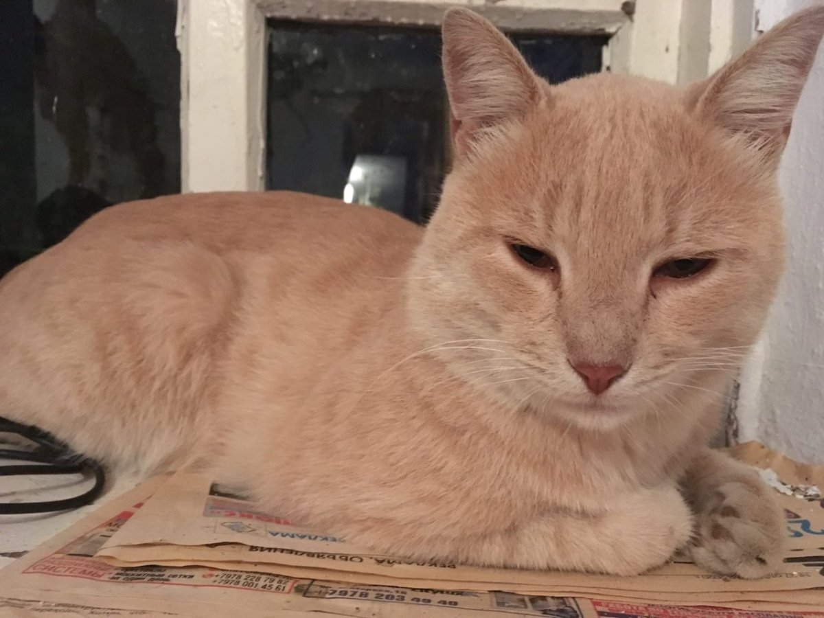 Персиковый кот порода метис