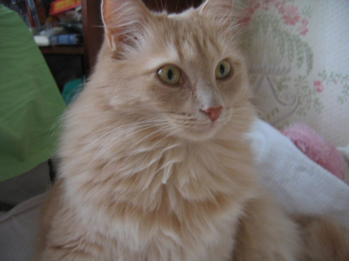Кошка персикового цвета