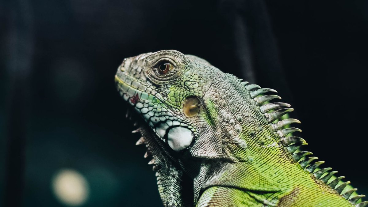 Зеленый Варан