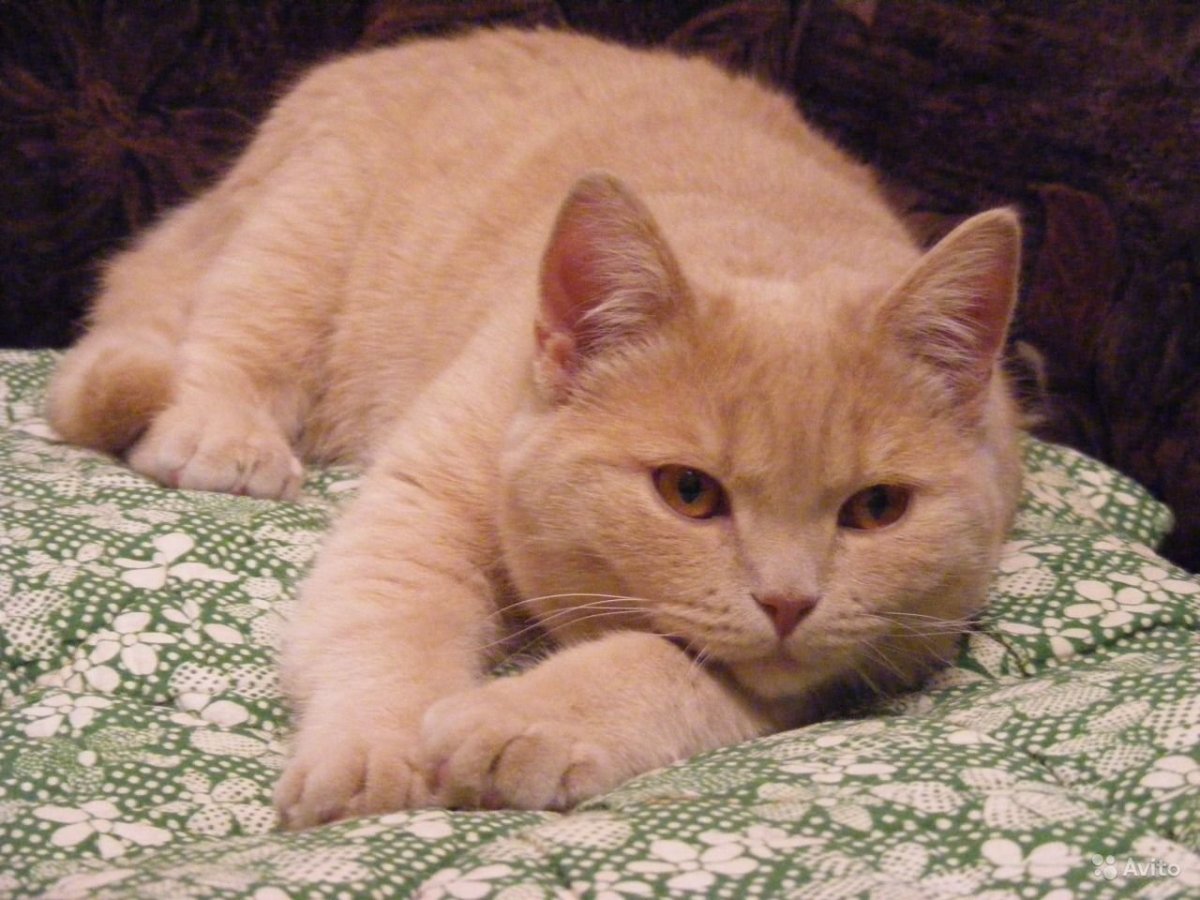 Бежевый котенок