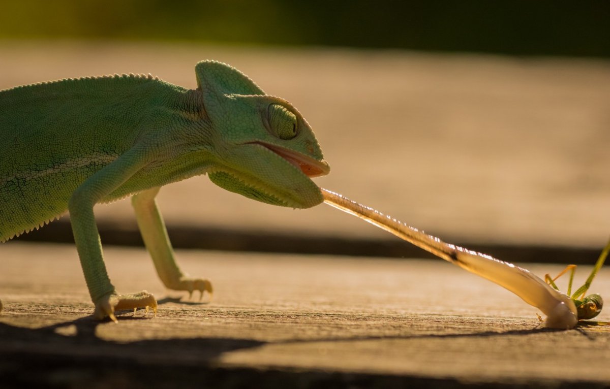 Ящерица с длинным языком