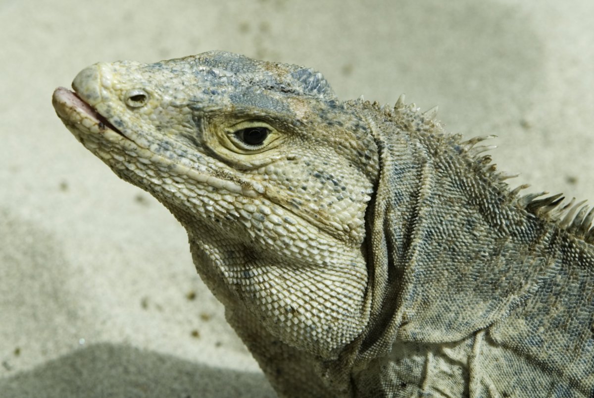 A Lizard is the faster animal of all перевод