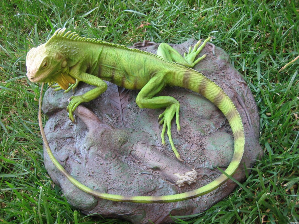 Игуана зеленая рост