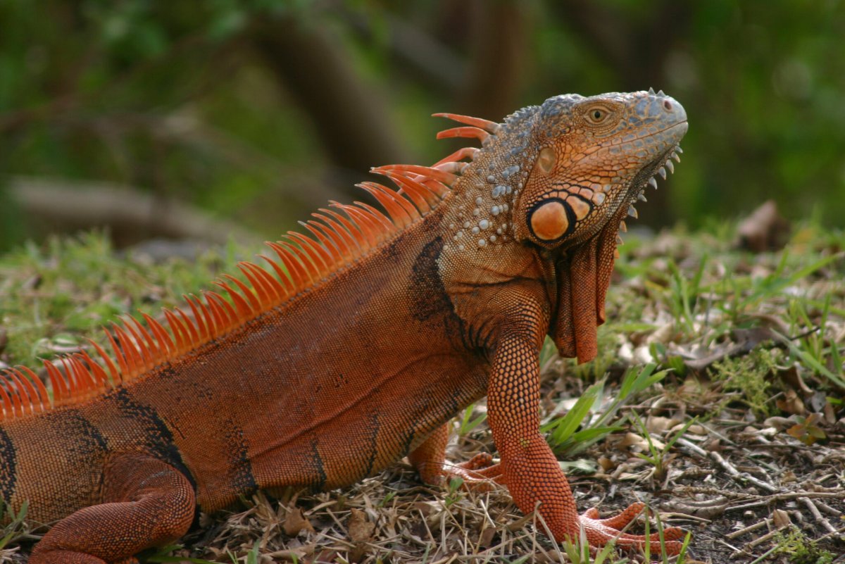 Игуана красная (Iguana Iguana)