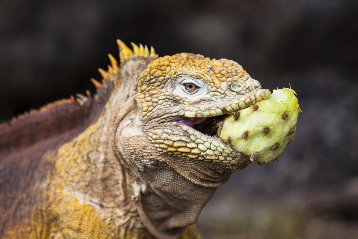 Ящерица ест фрукты