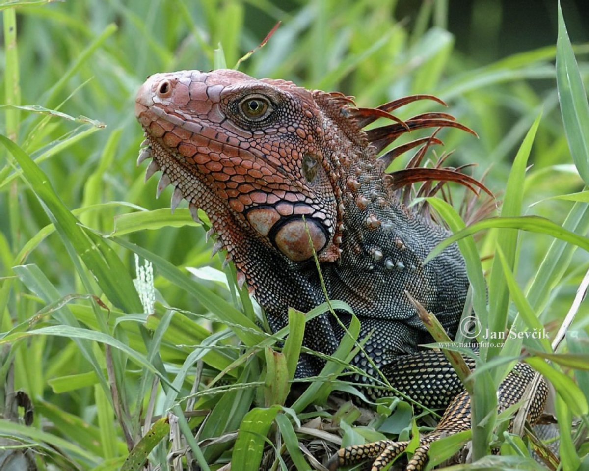 Дракон ящерица игуана