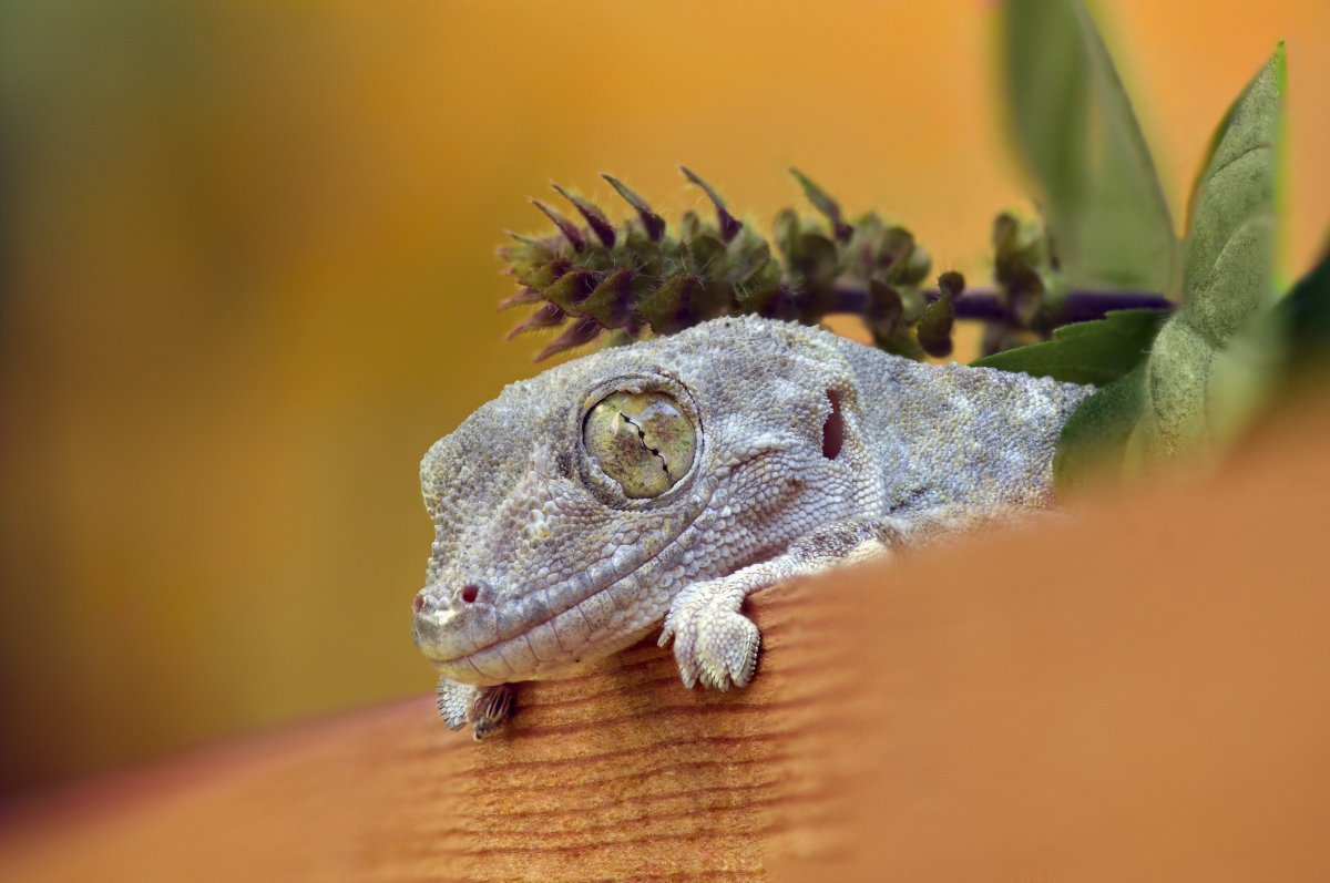 Аманда Лизард ящерица