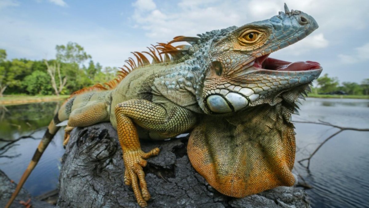 Reptiles: in Hunt