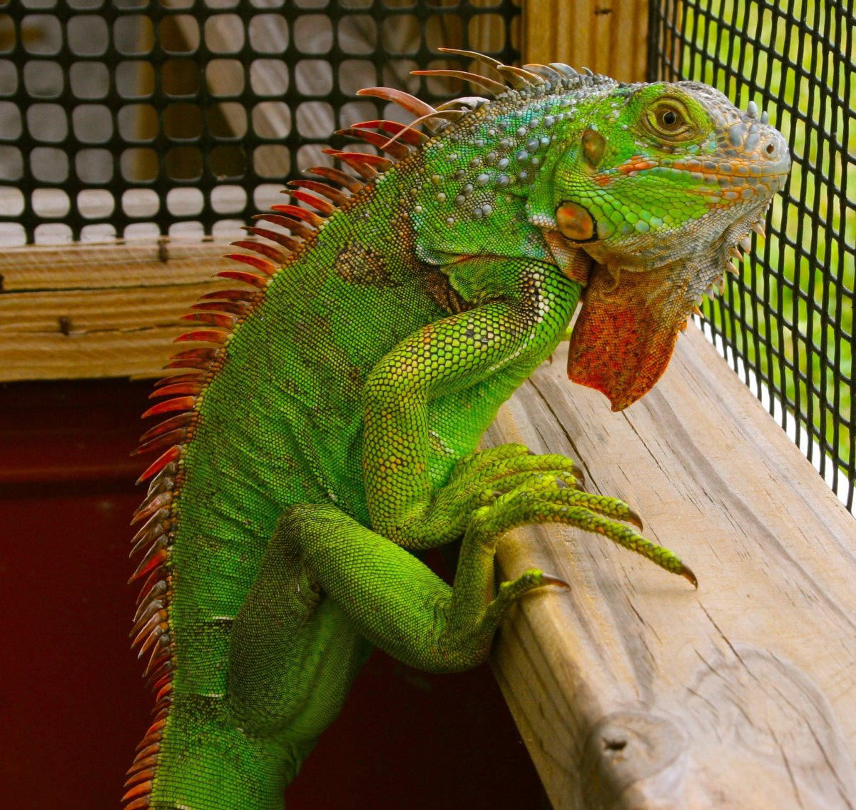 Игуана обыкновенная красная