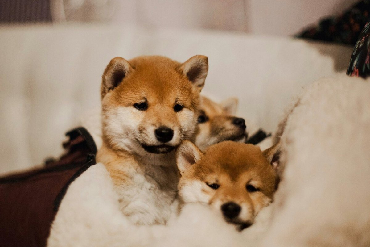 Сиба ину щенок